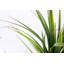 59" Artificial Faux Dragon Tree in a Modern Planter