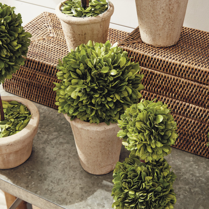Preserved Greens Boxwood Topiary in Ceramic Pot