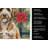 Lagotto Romagnolo Christmas PoinsettIas Kitchen Towel-2080583765