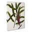 Rewarewa Flowers by Sarah Featon - Wrapped Canvas-55323953