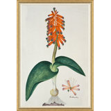 The Gordon African Collection: Plants, Robert Jacob Gordon, 1777-1786 Print by Soicher Marin Archives