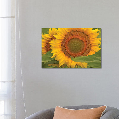 Sunflower Close-Up by Brian Wolf - Wrapped Canvas Print