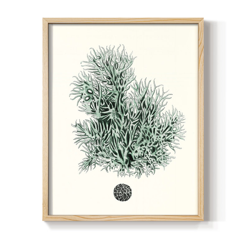 Antique Coastal Coral V Framed Print - Solid Wood, H 11 po x l 9 po, Natural