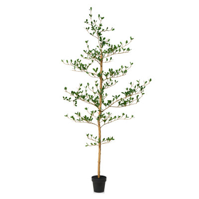 Adcock Olive Tree in Pot