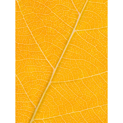 Philippe Monthoux " Autumn Leaf " by Philippe Monthoux