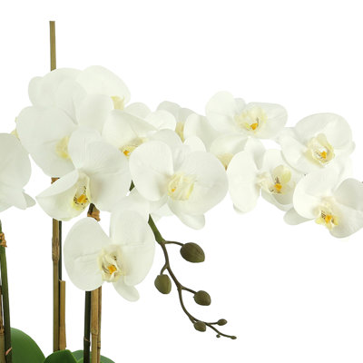 Kerwin Organic Modern Orchid Arrangement