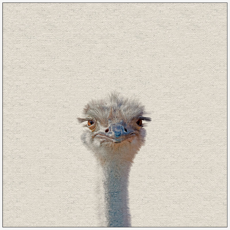 Grumpy Ostrich II - Drawing on Canvas, 51cm H x 51cm W