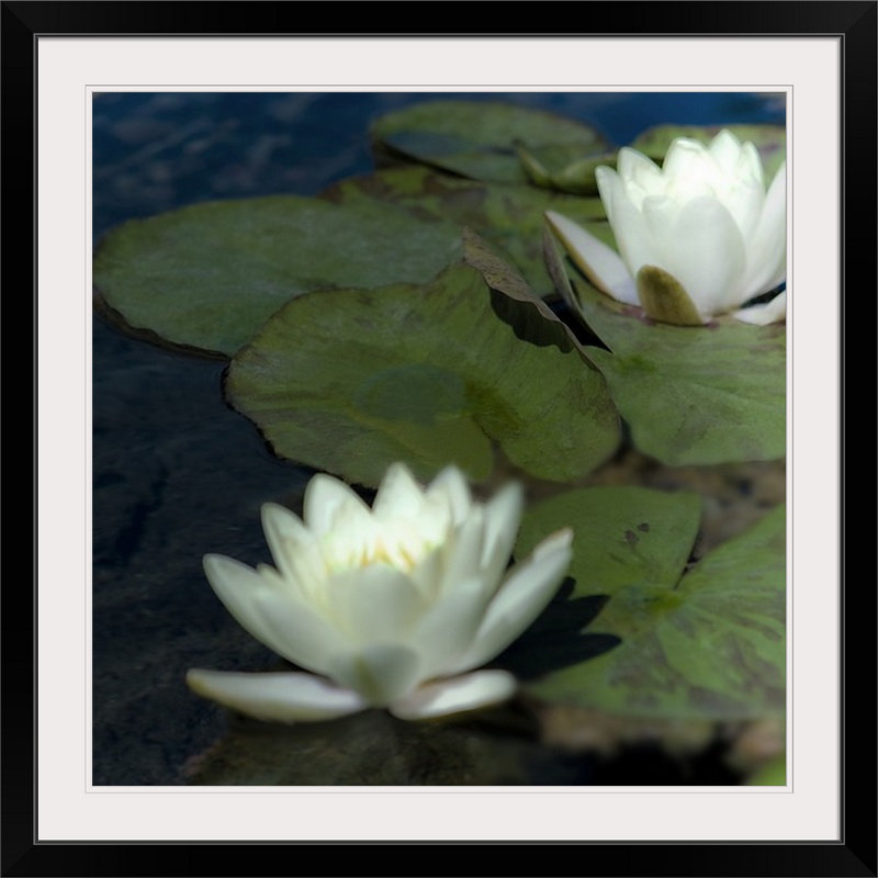 « i » par jennifer broussard, reproduction de photo Water Lilies, H 32 po x l 32 po x P 1 po, Cadre noir