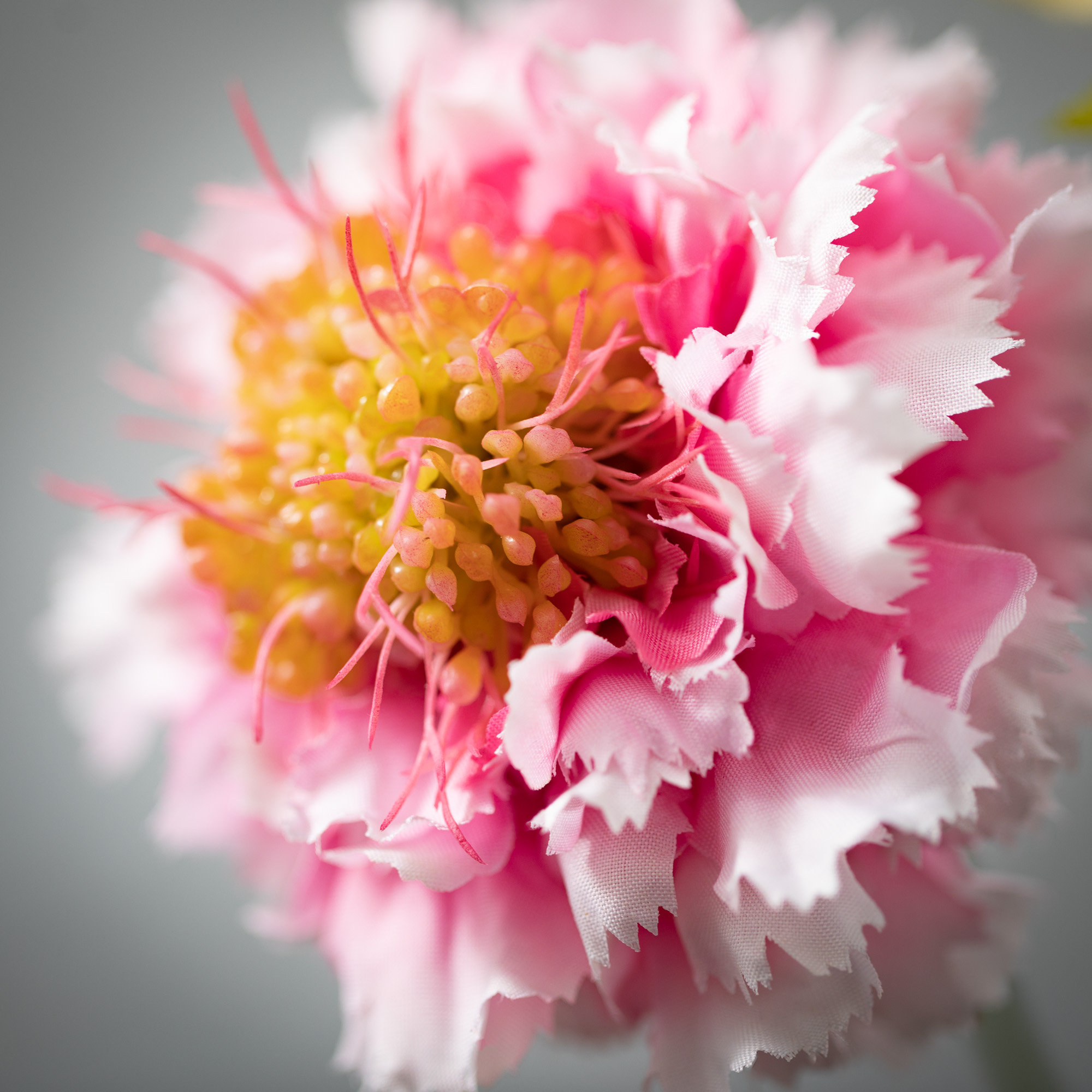 Vibrant Bloom Scabiosa Sprays, Pink