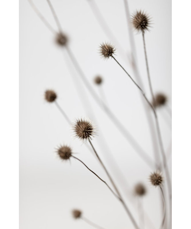 Thistle 06, 50.8cm H x 76.2cm W