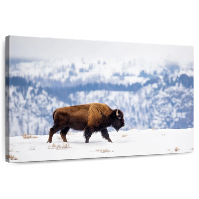 Brampt American Bison During Winter