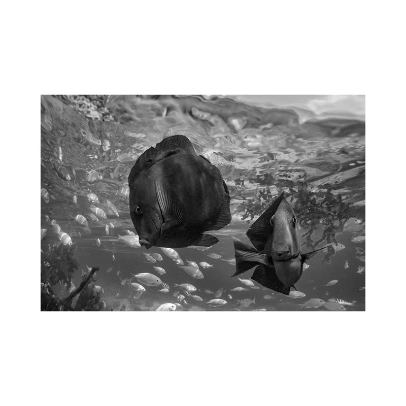 Butterflyfish Pair And Blue Chromis, Balicasag Island, Philippines by Tim Fitzharris - Gallery-Wrapped Canvas Giclée on Canvas