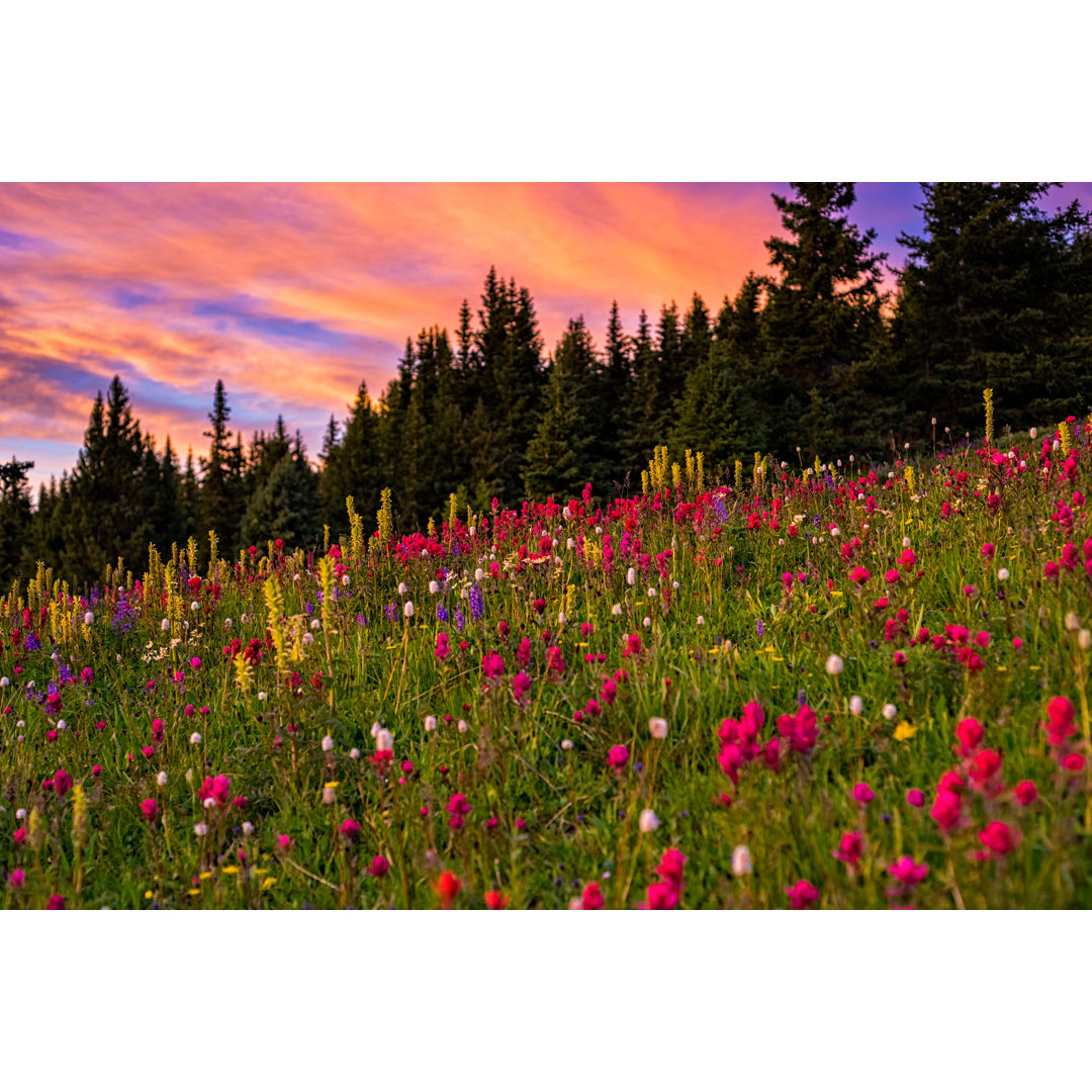 Sonnenuntergang und Wildblumen auf der Bergwiese von Adventure_Photo - Leinwanddrucke auf Leinwand