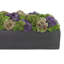 Multi Colored Sedum in Black Planter-1606536663-1606536662