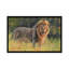 « lion evening light », impression sur toile-33109561-72410058-72410059