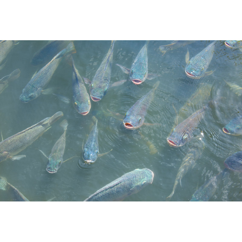 School of Tilapia par Mokee81 - Photographie sur toile tendue, H 8 po x l 12 po