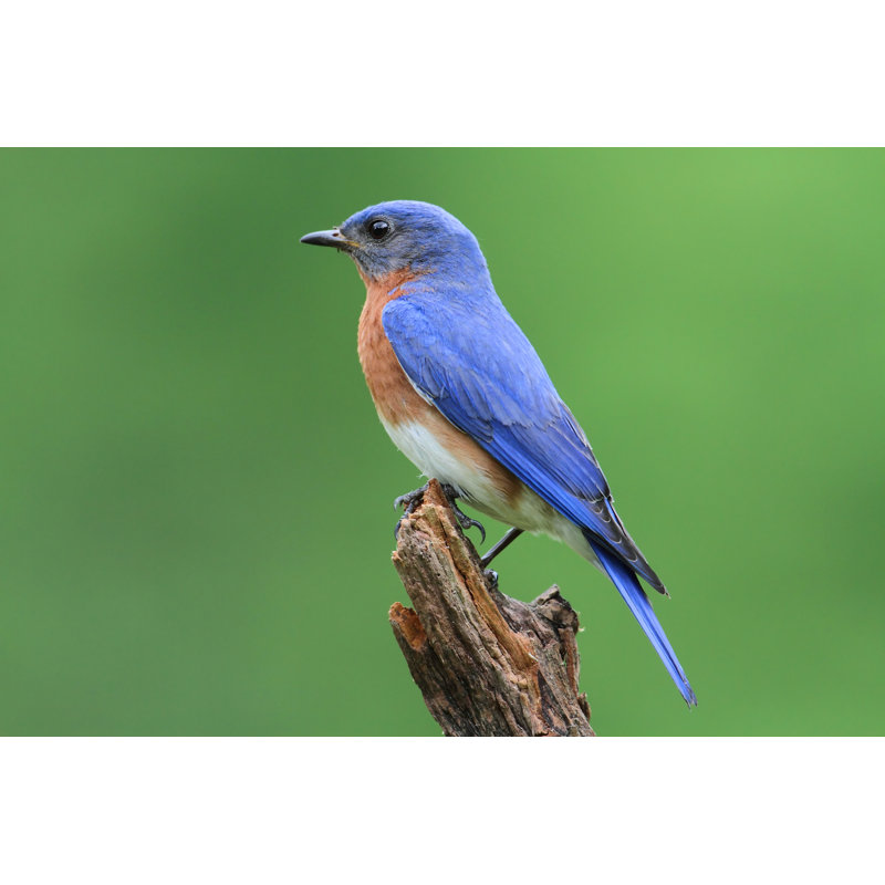 Male Eastern Bluebird by Stevebyland - Wrapped Canvas Print, 20cm H x 30cm W