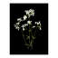 Pressed Botanical Giclees On Black Set by Sandy Whitaker-214565507-214565506