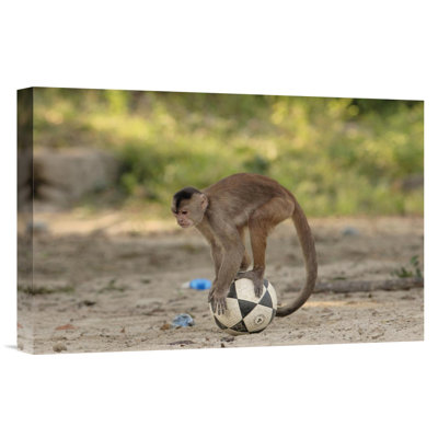 " Ecuador Amazon Rainforest 'White-Fronted Capuchin With Soccer Ball' "