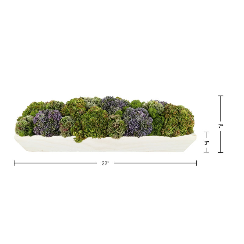 Assortiment de fleurs de Sedum et de mousse Kallas, Vert / mauve