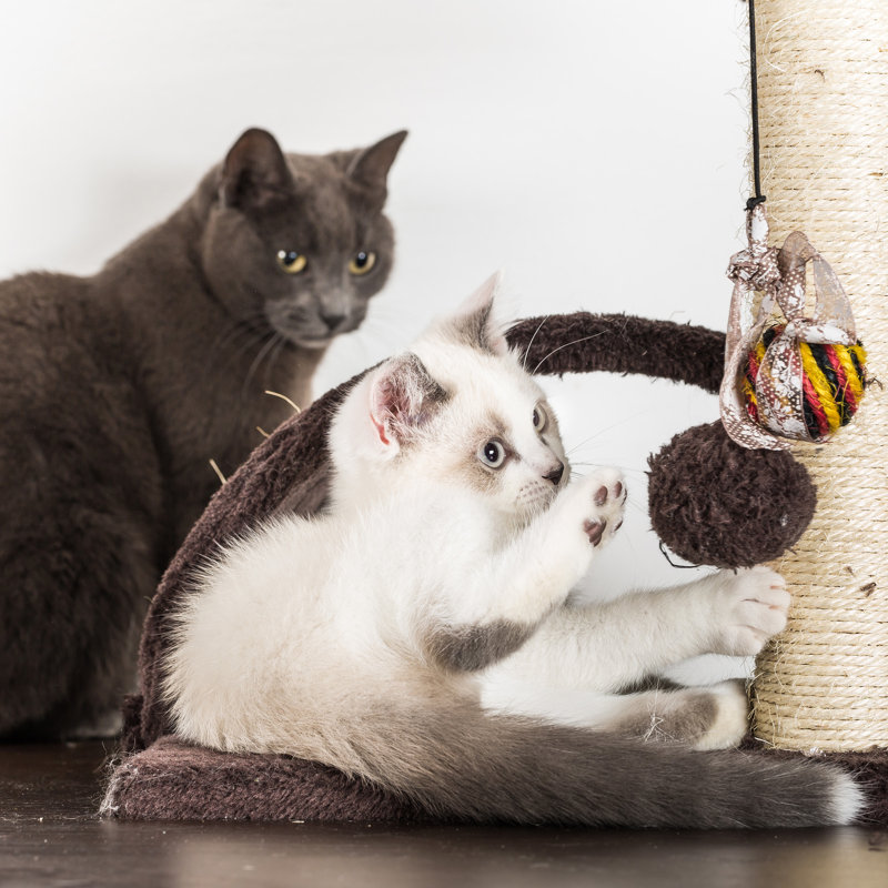  PETMAKER 35in Cat Tree with House, Brown