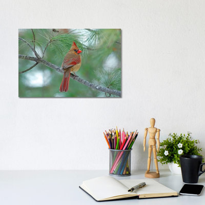 Female Cardinal by Brian Wolf - Wrapped Canvas Print