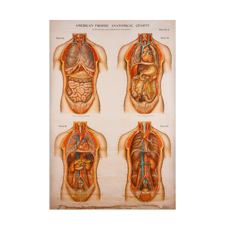 «American Frohse Anatomical Wallcharts Plate 1 On Canvas» par Print Collection, reproduction, H 47 po x l 30 po x P 2 po