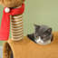 248.92cm H Cat Tree