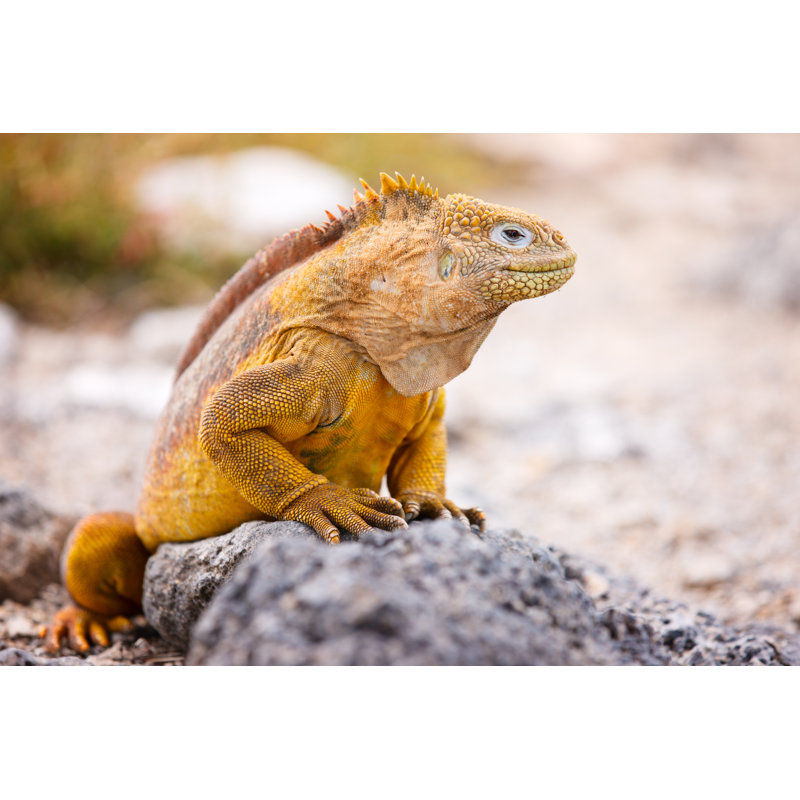 Land Iguana - Photographie sur toile tendue, H 32 po x l 48 po