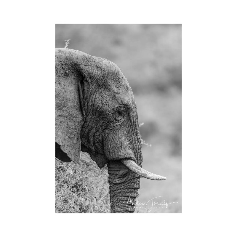 The Silent Elephant 1 Piece Wrapped Canvas Wall Art, 101.6 cm H x 66.04 cm W x 3.175 cm D