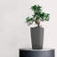 Pot Planter-16493058