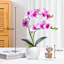 Simulations de décorations florales pour le salon