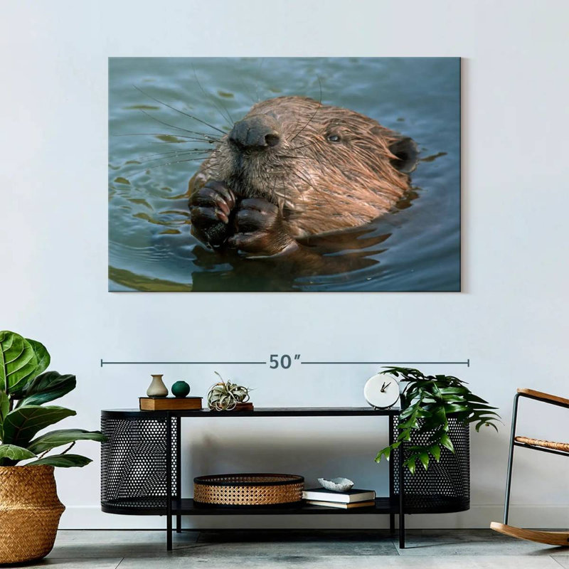 Brampt Beaver In The Water, 32'' H x 48'' W