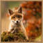 " Fox " by Robert Adamec