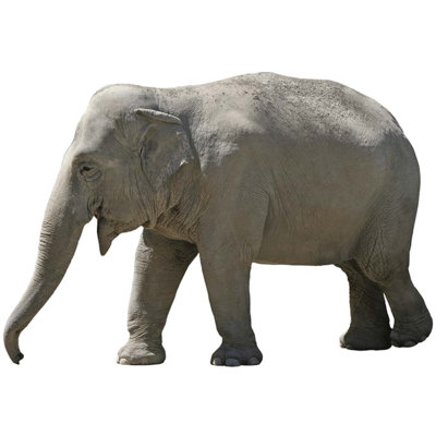 Animals Non-Wall Damaging Wall Decal