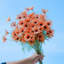 Petite marguerite artificielle, décoration de salon, haut de gamme, table, bouquet en plastique, camomille, fleurs séchées, lot de 20-554195082
