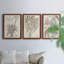 «Sepia Exotic Plants IV», ensemble de 3 peintures sur toile encadrées-595440741-595440745