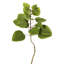 Arbre 4 'Cotinus Coggygria-20583849
