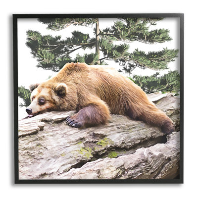 " Sleeping Brown Bear Wildlife "