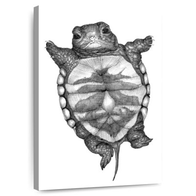 Brampt Little Turtle