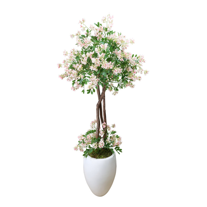 Stephanotis Tree in Fiberstone Pot