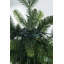 120cm LED Twinkle String Lights-1003562170