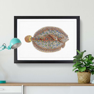 Argus Flounder Fish by George Shaw - Framed Print