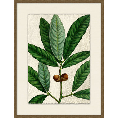 Acorn 6 Painting