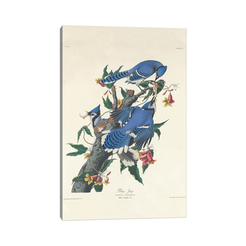 Blue Jay, 1831 by John Audubon - Print on Canvas, 101.6 cm H x 66.04 cm W x 1.91 cm D, Wrapped Canvas