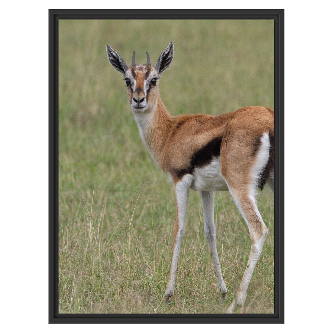 Gerahmtes Wandbild prächtige Gazelle auf Wiese