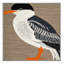  Tapis lavable Caspian Tern Birds-1676492375