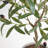 TREE OLIVE TOPIARY POT 34IN