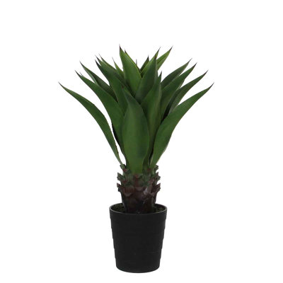 80cm Agave Plant in Pot