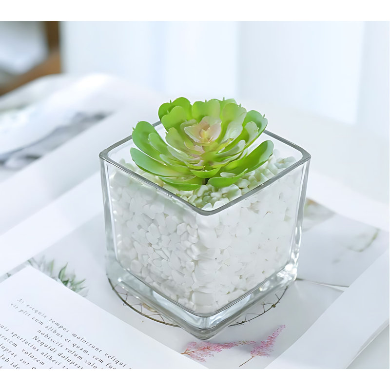 Plante grasse 3,93 po